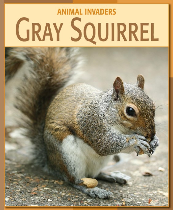 Gray Squirrel